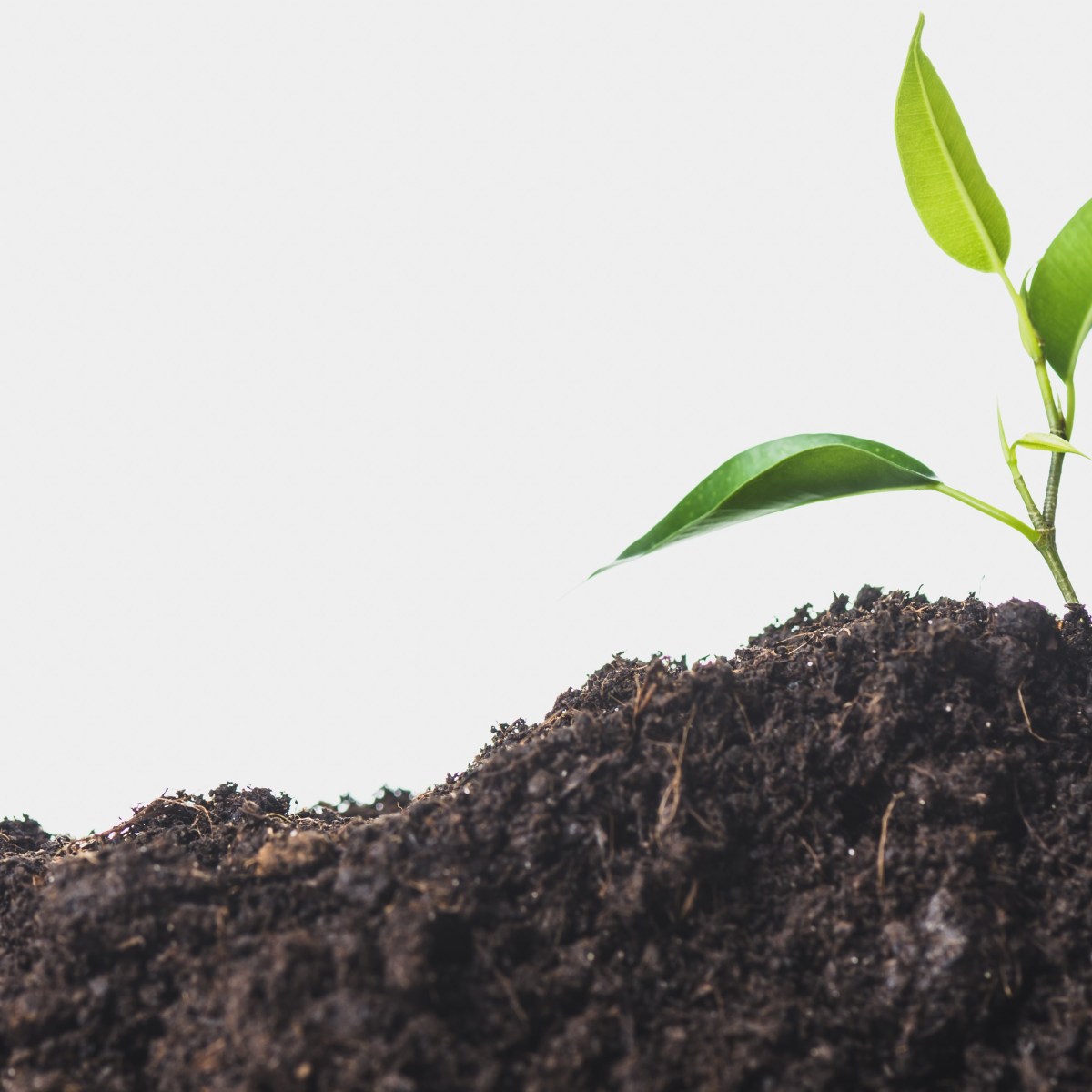 Tweerichtingsverkeer in zaden beschermt&nbsp;plantembryo