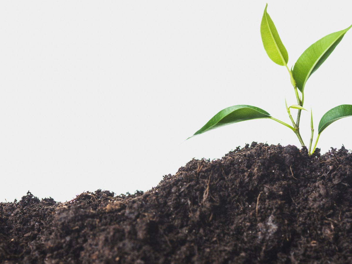 Tweerichtingsverkeer in zaden beschermt&nbsp;plantembryo