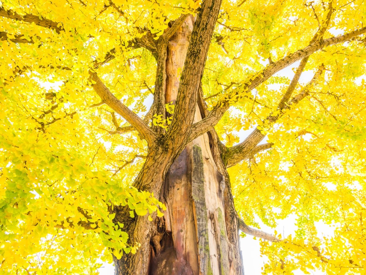 Bejaarde bomen vechten even hard als&nbsp;jonkies