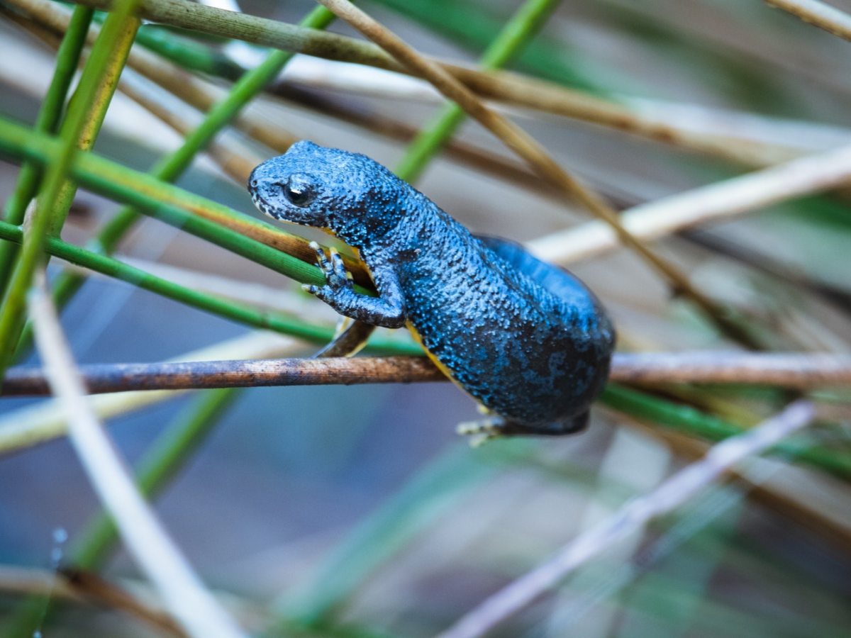 Salamander wears coat of toxic&nbsp;bacteria