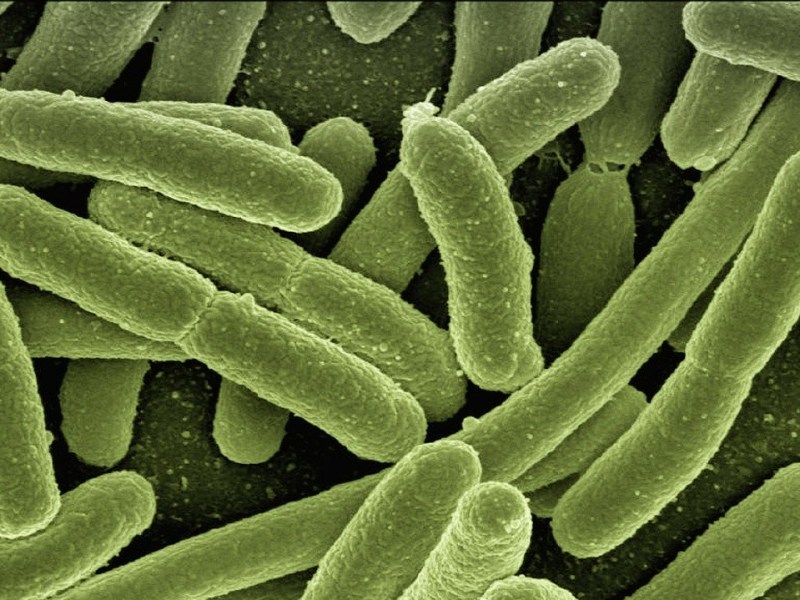 Viruses as ally? Are they going to optimize our gut&nbsp;flora?