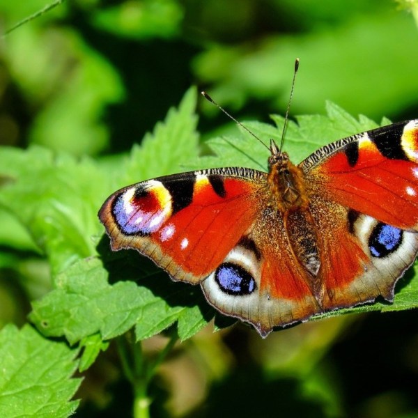 Licht werpen op&nbsp;vlinders