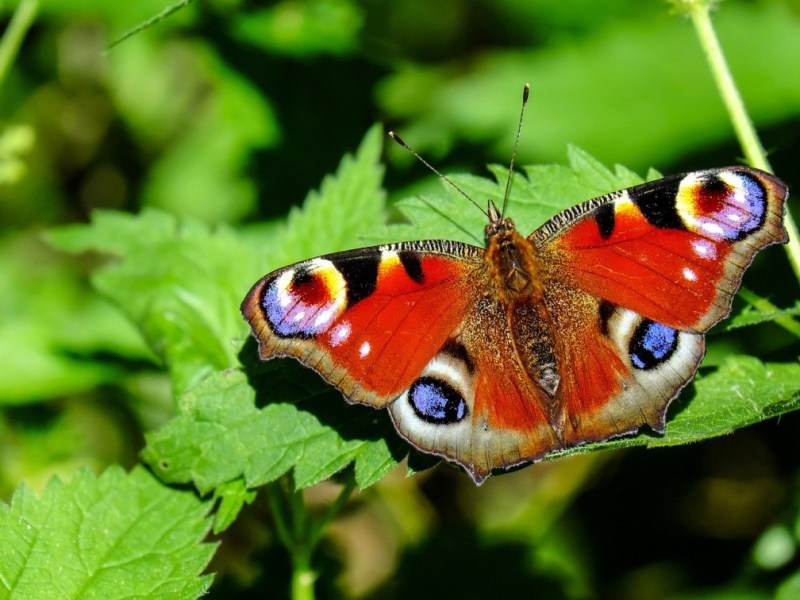 Shedding light on&nbsp;butterflies