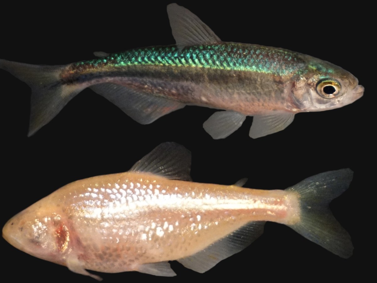 Fish change rapidly through cave&nbsp;life
