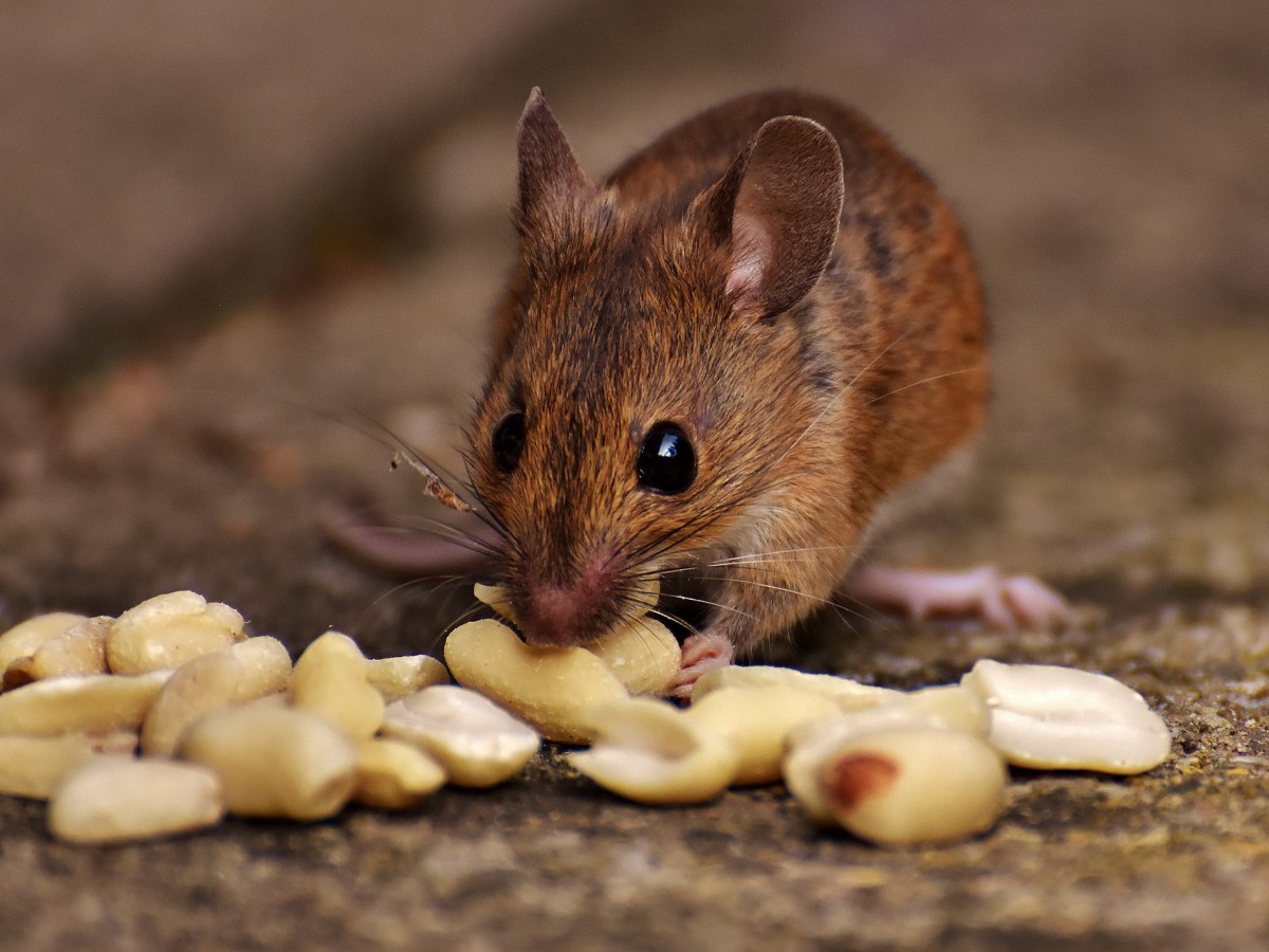 Mouse mother’s diet influences adult offspring’s&nbsp;weight